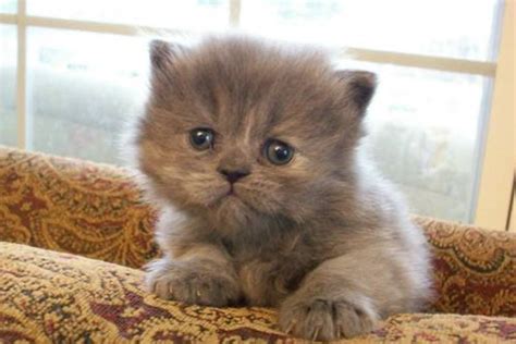 Send me more info on this pet! White Teacup Persian Kittens : Biological Science Picture ...