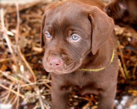 Our labrador retriever females are. Chocolate Labrador Puppies!!! for Sale in Williams Bay ...
