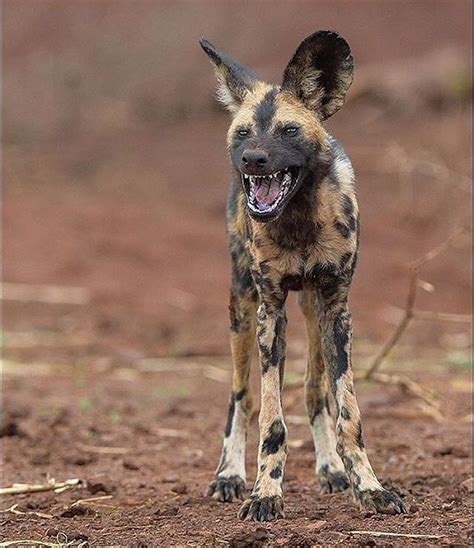 113 Likes 4 Comments African Wild Dogs Africanwilddog On