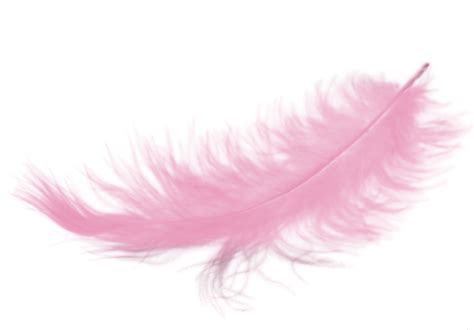 Download High Quality Feather Clipart Pink Transparent Png Images Art