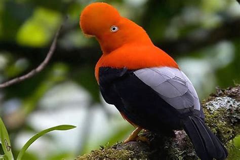 Global Big Day 2021 Conoce A Estas Maravillosas Aves Emblemáticas Del Perú Noticias Agencia
