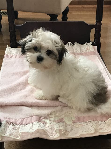 Mal Shi Puppies For Sale Woodbine Md 307191 Petzlover