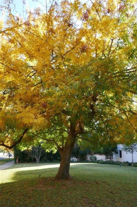 Meet This Tree The Chinese Pistache Larchmont Buzz Hancock Park News