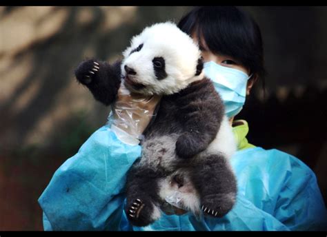 How To Become A Panda Nanny The Greatest Job Ever Huffpost