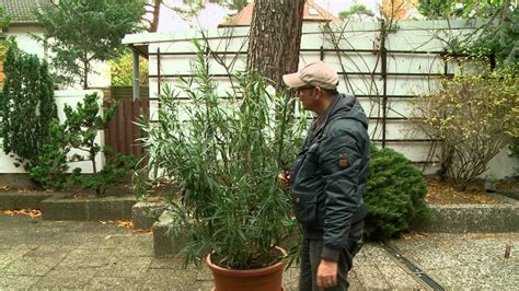 Dieser strauch verzweigt sich selbst und der schnitt ist nicht gut für seine blüte. Oleander schneiden - YouTube