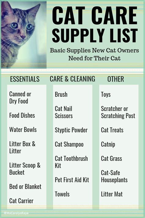 Cat Care 101 A Guide For New Cat Owners In 2023 Cat Care Cat Care