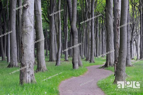 Mecklenburg Western Pomerania Pathway Through Beech Tree Forest Stock
