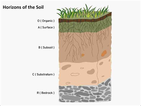 Soil Profile Horizons