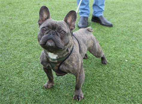 Knowing about french bulldogs' weight will help you when it comes to your pup's weight and health. Ozzy - 1 year old male French Bulldog dog for adoption