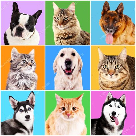 Dogs And Cats Portraits — Stock Photo © Belchonock 109165654