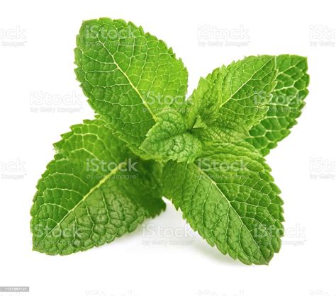 Download Fresh Leaf Mint Green Herbs Ingredient Stock Photo - iStock