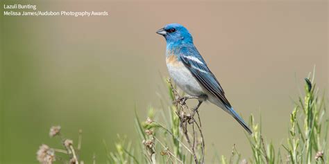 Audubon Society On Twitter Audubon Society Bird Watching Birds