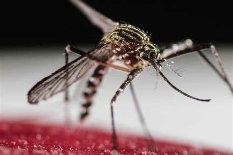 Zika Virus What You Need To Know Southeast Asia Globe
