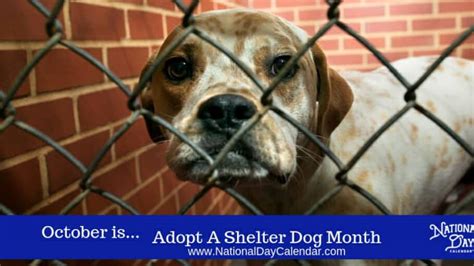 Adopt A Shelter Dog Month October National Day Calendar