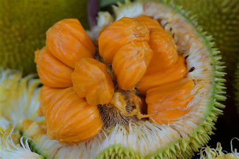 buah keledang  sifferent  durians lai  lahung