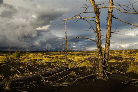 Lifeless Trees In The Dead Forest Stock Photo Image Of Ecology