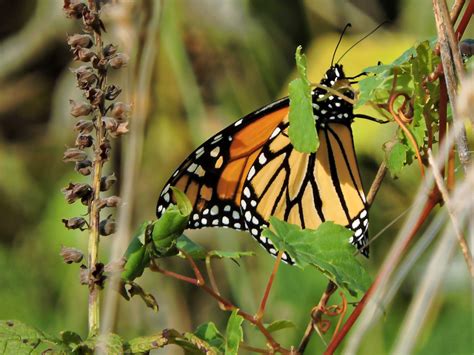 3840x2160 Wallpaper Monarch Butterfly Peakpx