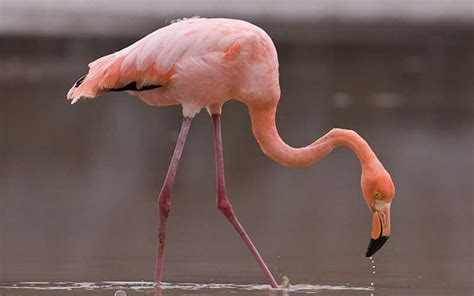 Flamingos are omnivores eating brine shrimp, algae, and snails. El flamenco y sus características más importantes de habitat
