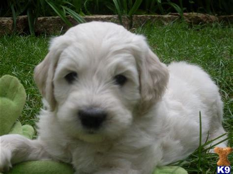 ***we have a litter of f1b labradoodles that we have reservations still available. Goldendoodles For Sale In Wi - www.proteckmachinery.com