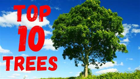 Top 10 Most Common Trees In The Uk 🌲 🌳 Youtube