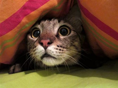 Cats And Fireworks How To Help Your Scared Kitty Calm And Safe