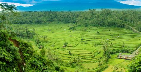 Mountain Biking Through Rice Paddies And Local Villages Villa Bossi Bali