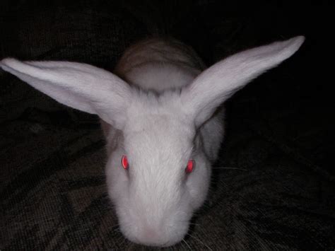 Evil Rabbit Picture