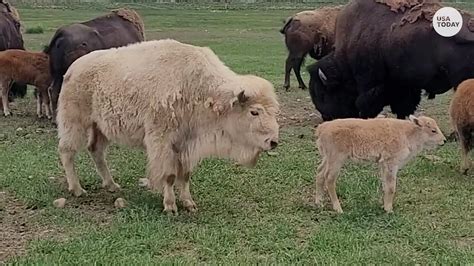 Rare Sight White Bison Calf Born At State Park Ph