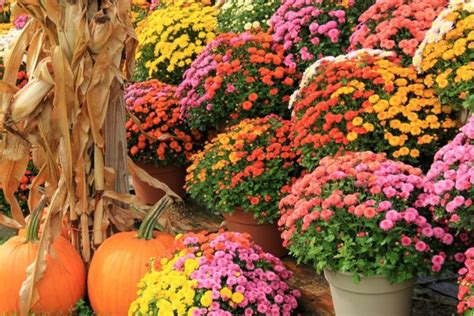 How To Save Mums Simple Secrets To Overwinter Your Hardy Mums Hardy