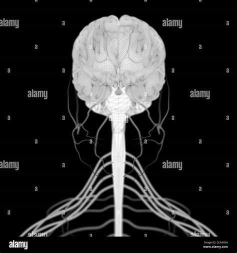anatomía ilustración del cerebro humano y tallo aislado ilustración 3d fotografía de stock alamy