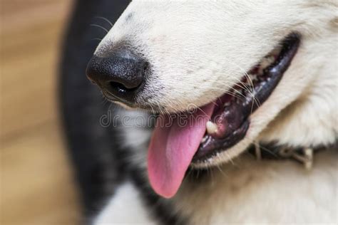 Photo Of An Open Mouth Of A Dog With Its Tongue Hanging Out Portrait