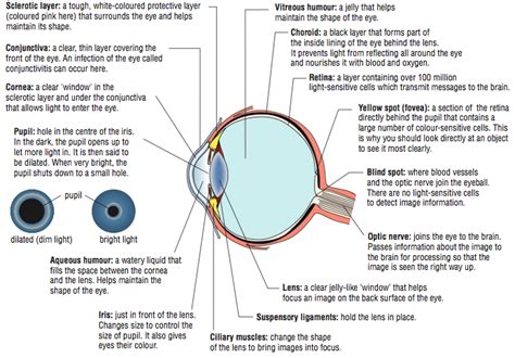 Human Eye Parts And Functions Diagram Aflam Neeeak