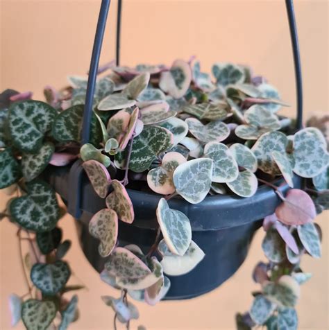 Variegated String Of Hearts Rare Hanging Plants Feels Like Home