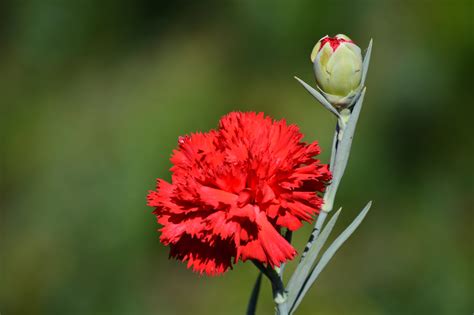 Lots of flowers in spanish. Red Carnation: The National Flower of Spain