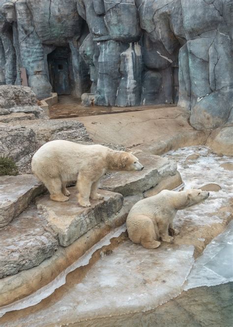 Toronto Zoo Polar Bear Miles Hearn