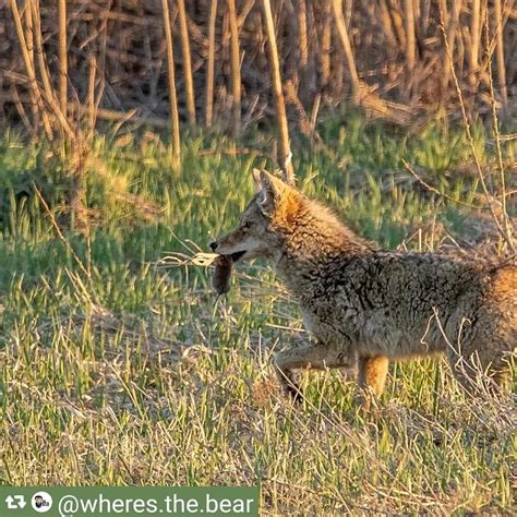Coyote Watch Canada On Instagram Creative Hunters And Foragers Coyotes