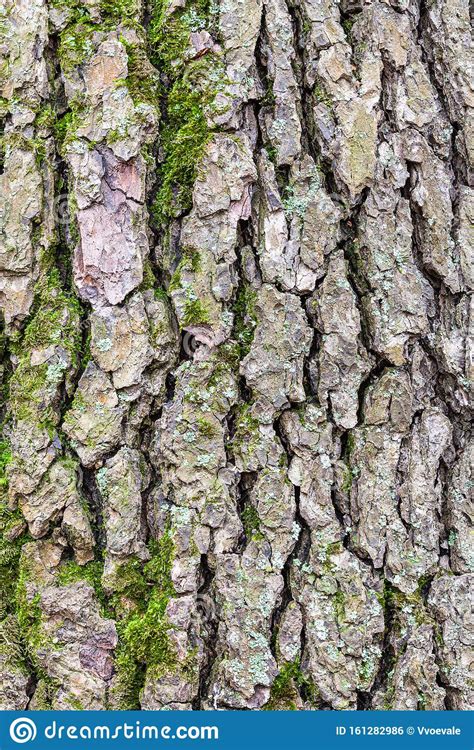 Rough Bark On Mature Trunk Of Alder Tree Close Up Stock Photo Image