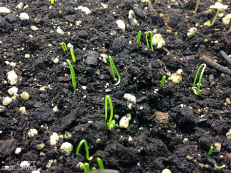How To Grow Onions From Seed In 7 Easy To Follow Steps