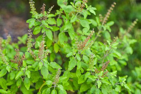 Tulsi Holy Basil A Scientific Overview Wise Woman Herbals
