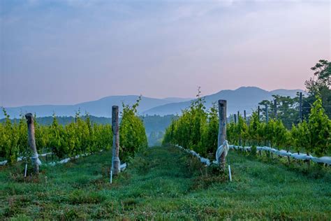 13 Top Charlottesville Wineries To Visit