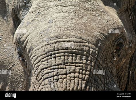 Close Up Of An Elephants Head And Wrinkled Skin Stock Photo Alamy