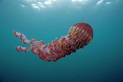 Types of Jellyfish - Top 10 Most Beautiful Types of Jellyfish on Planet