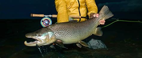 5 Days 2 Anglers 1 Giant Sea Run Brown Trout Flylords Mag