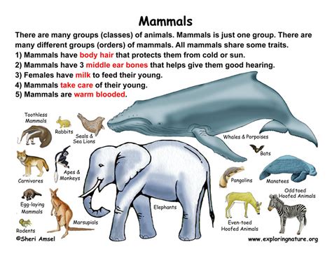 Mammal As A Consumer Ncea Biology