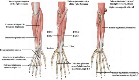 Posterior Muscles Of Forearm By Asklepios Medical Atlas Lupon Gov Ph