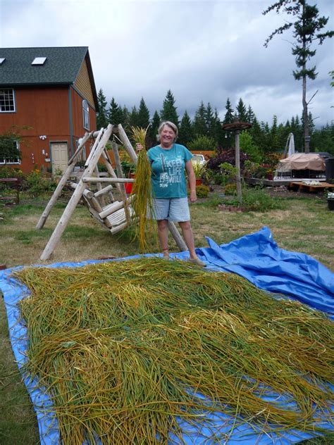Some shallow rooted grasses like that of your average lawn and cereal grasses can be dug into the ground about 8 if digging is impossible, maybe just level the site as best you can and layer on top of it 'til it's deep enough for gardening. West Gardens Basketry: Northwest Sweet Grass - Basket ...