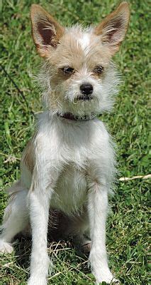 Corgi pug mixes 🐕 are adorable, but are they the perfect dog for you? Anderson, SC - Shih Tzu/Chihuahua Mix. Meet Piper, a puppy ...