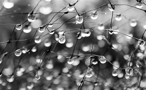 Macro Photography Of Dew Drops On Stems Hd Wallpaper Wallpaper Flare