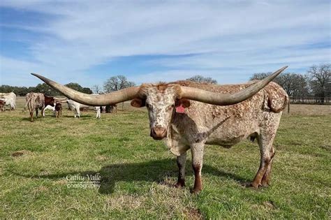 An Easy Guide To Coloration Of Texas Longhorn Cattle Gvr Longhorns Llc