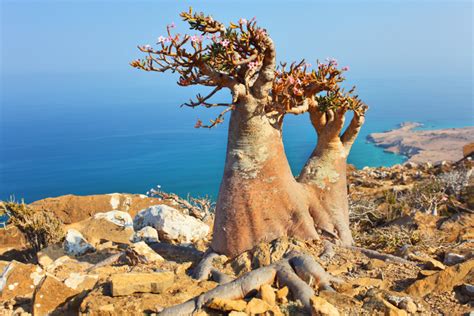 La Isla Encantada De Yemen Que Parece Un Mundo Perdido Socotra